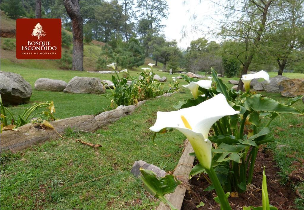 Hotel Bosque Escondido Mazamitla Zewnętrze zdjęcie